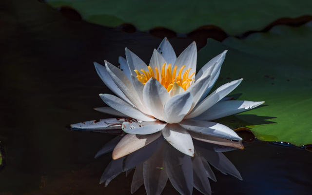 bluish-white waterlily on water with reflection and lilypads behind it